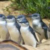 Little blue penguins Australia